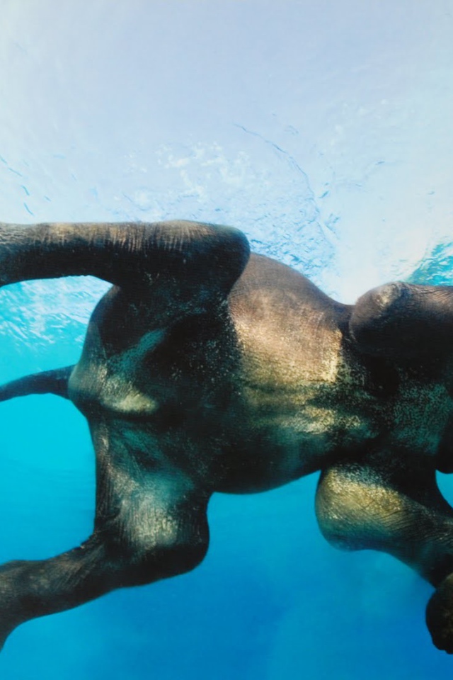 Фото слона в воде снизу