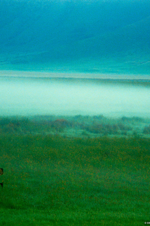 Слон в тумане