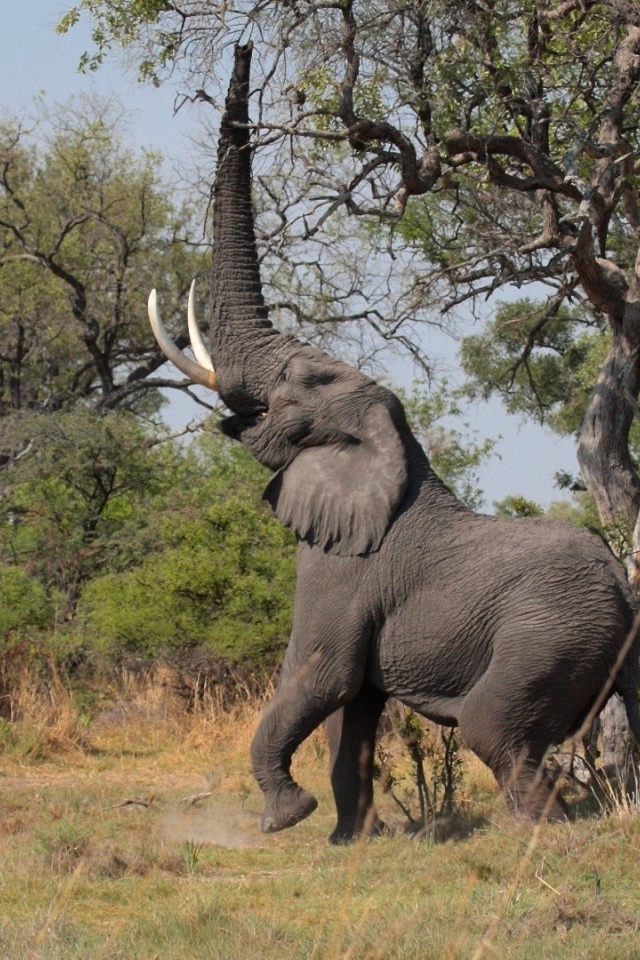 Слон поднял хобот вверх