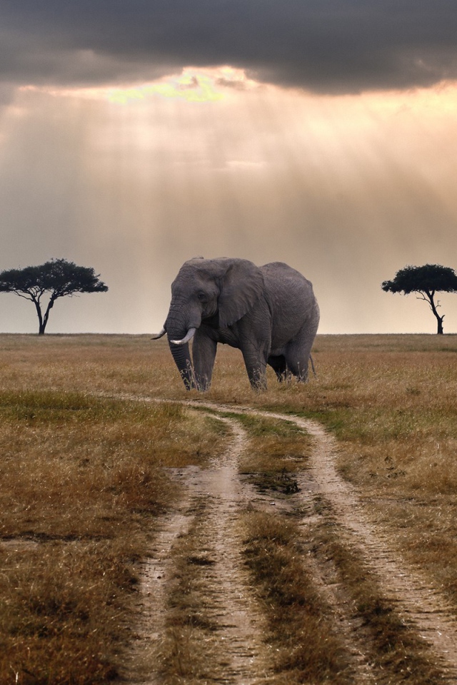 Слон стоит у грунтовой дороги