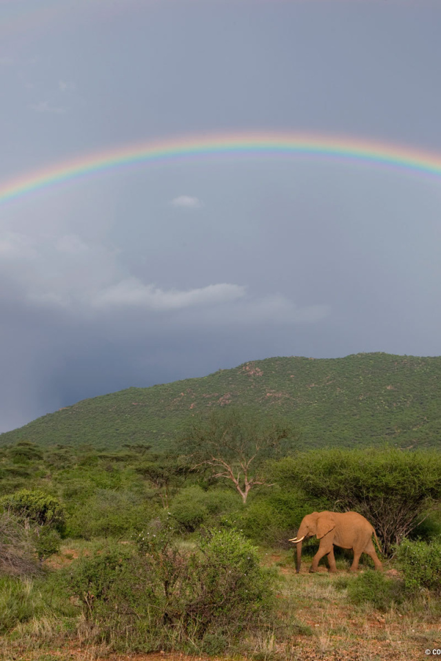 Слон под радугой