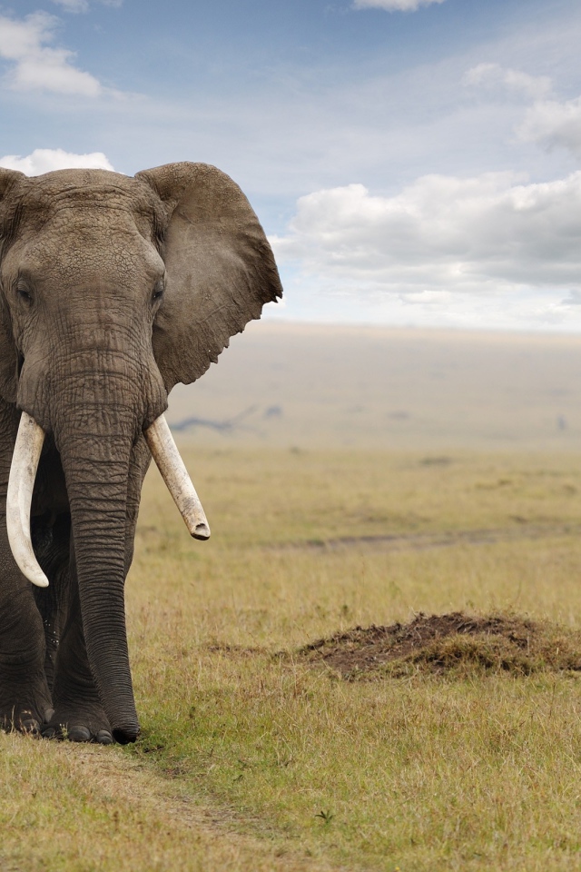 Величественный слон идет по дороге