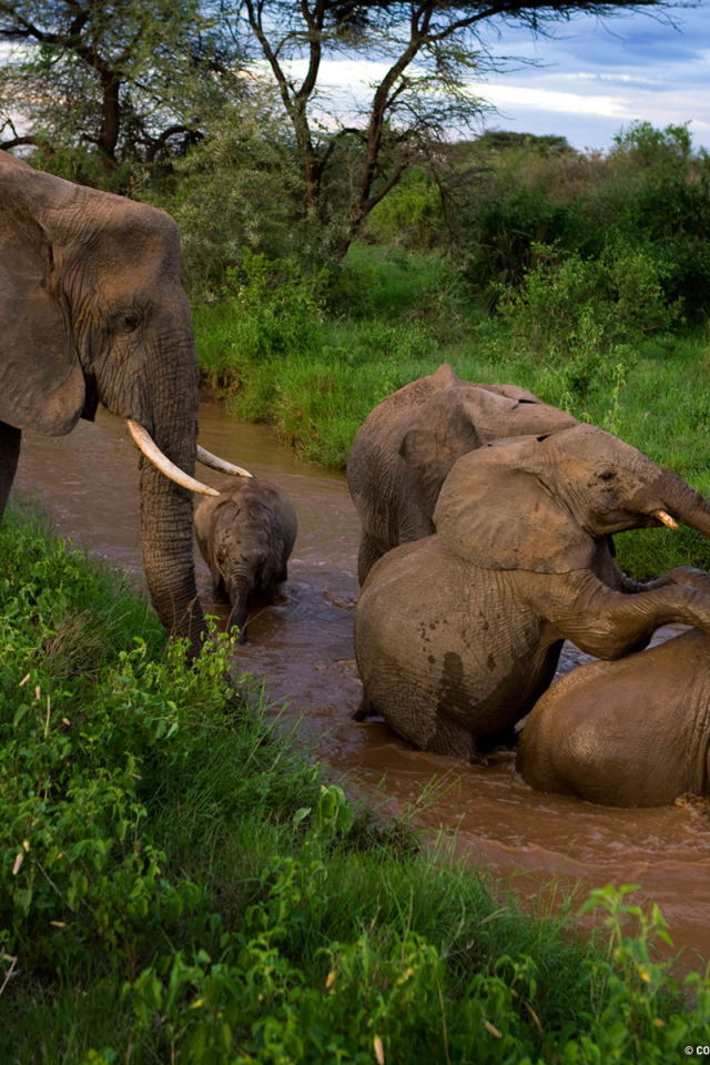 Семья слонов купается