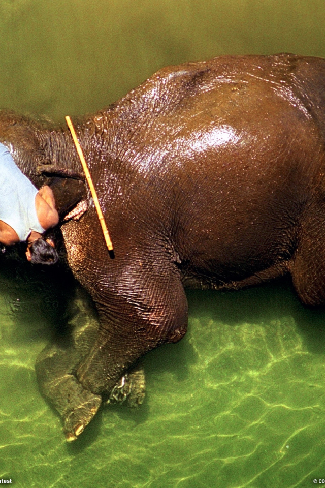 Погонщик моет слона