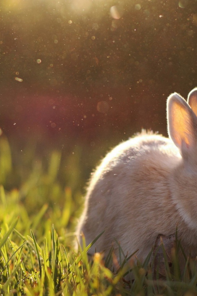 Бежевый кролик кушает траву