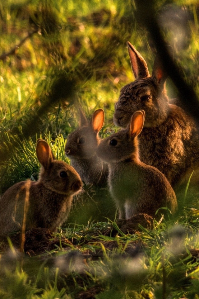Семья кроликов в зарослях