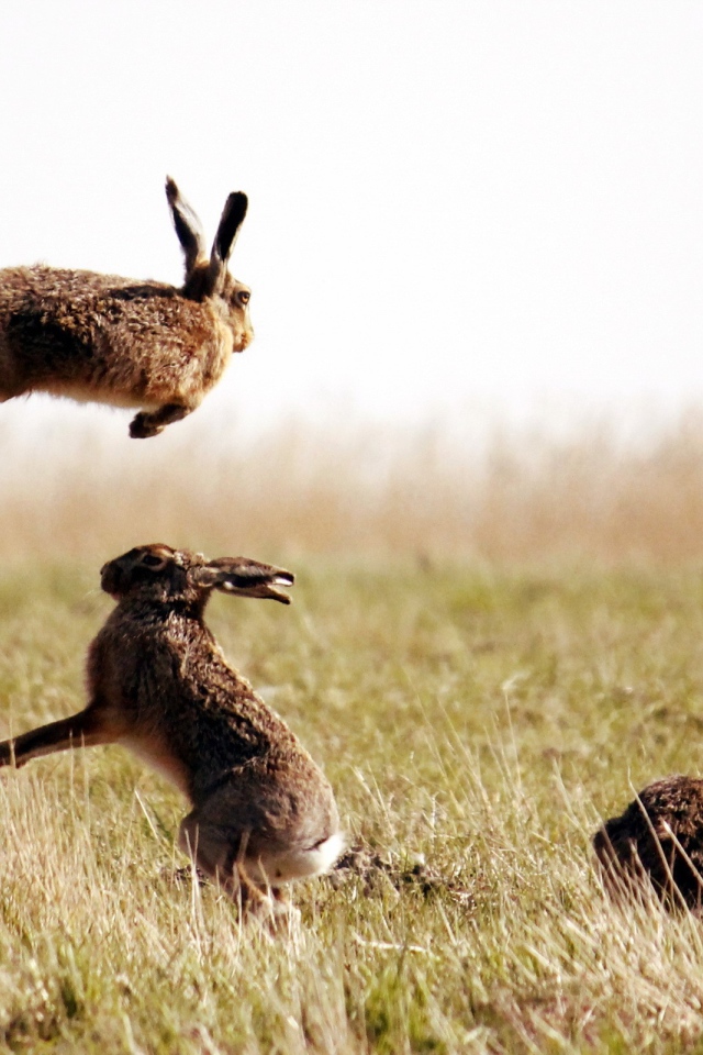Зайцы резвятся в поле