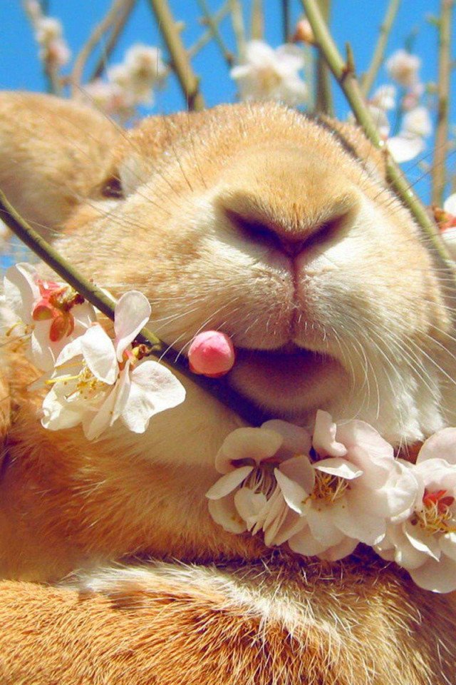 Кролик ест цветы на дереве