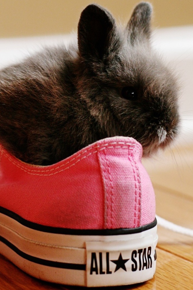 Rabbit in pink sneakers