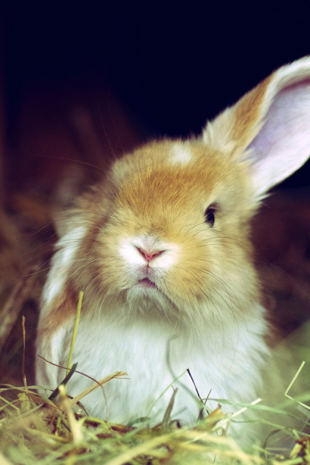 Рыжий кролик поднял одно ухо