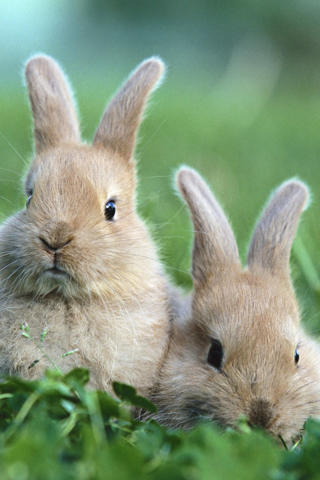 Два забавных коричневых кролика в траве