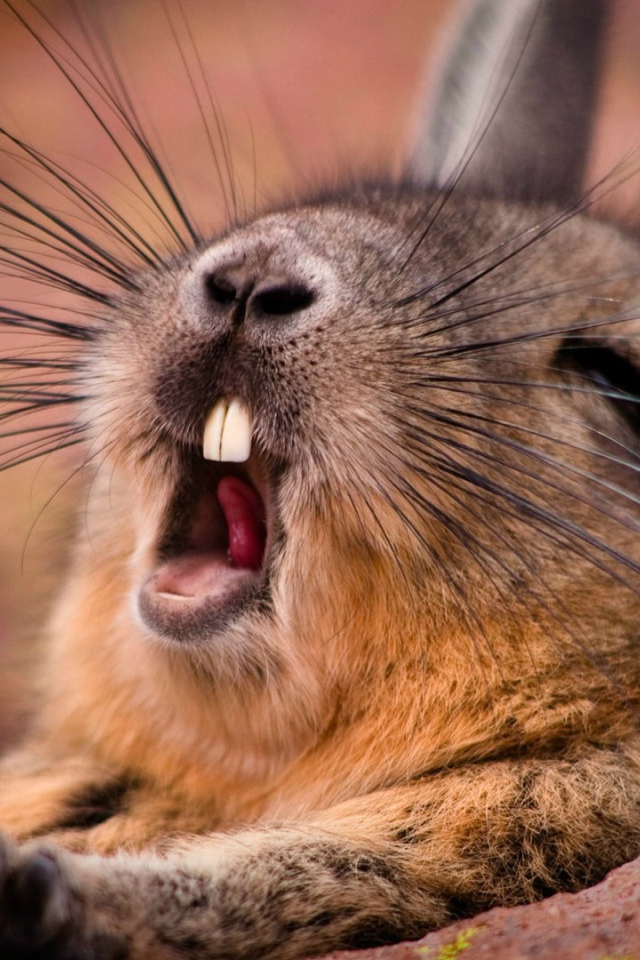 Дикий кролик зевает