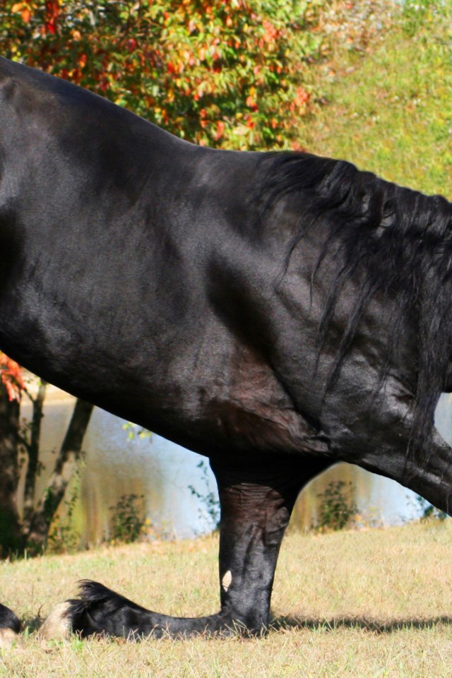 Прекрасный черный конь