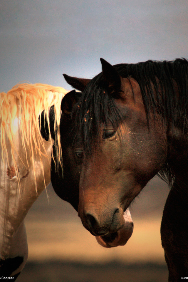 Черная и белая лошади