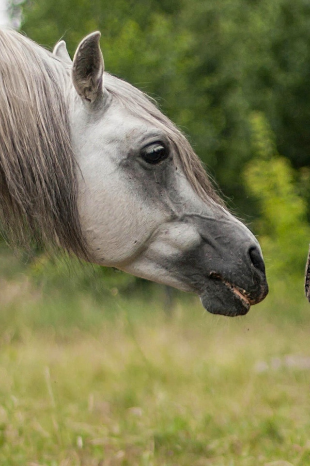 Мальчик фотографирует лошадь