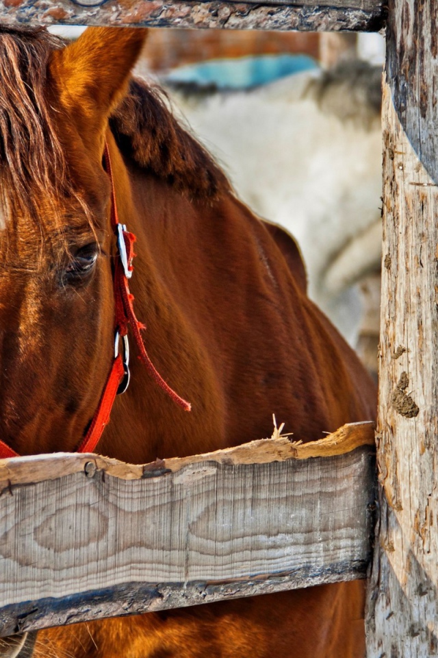 Коричневый конь за деревянным забором
