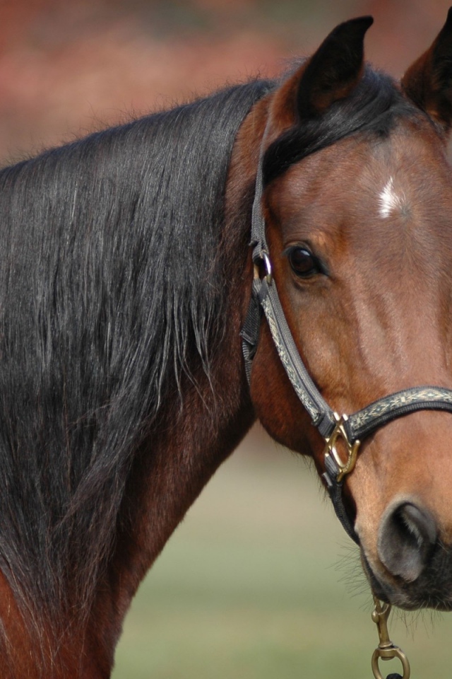 Коричневый конь с черной гривой