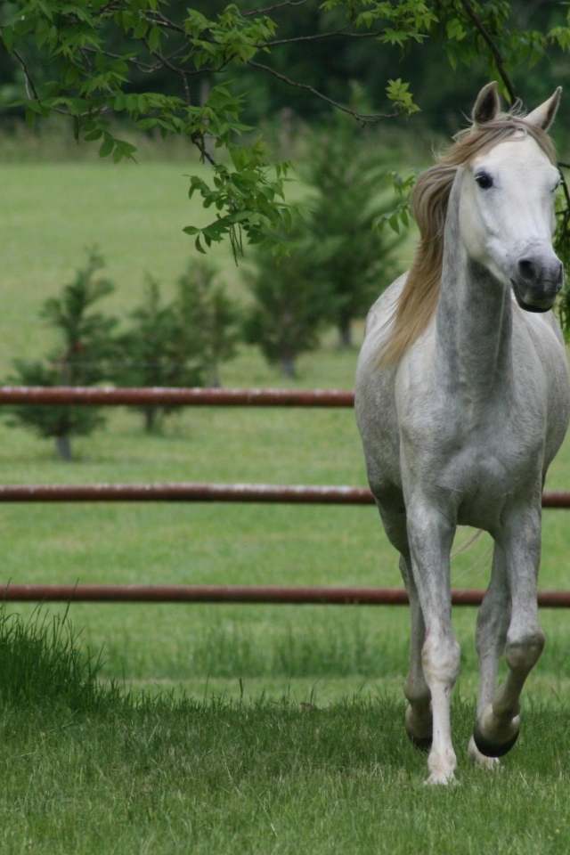 Коричневая грива белого коня