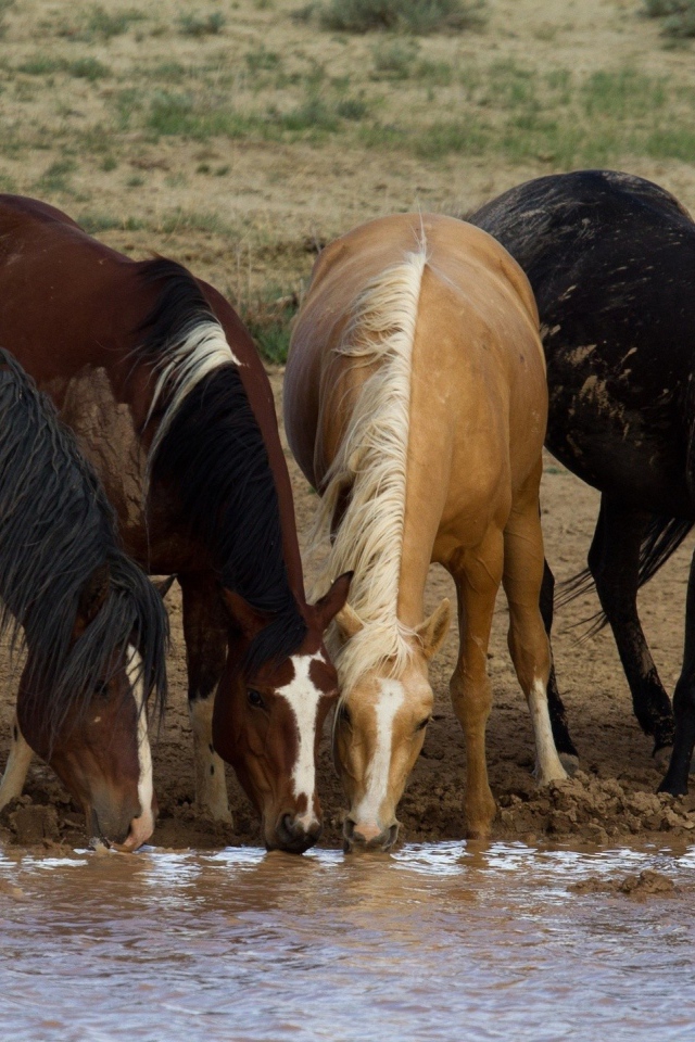 Грязные лошади на водопое