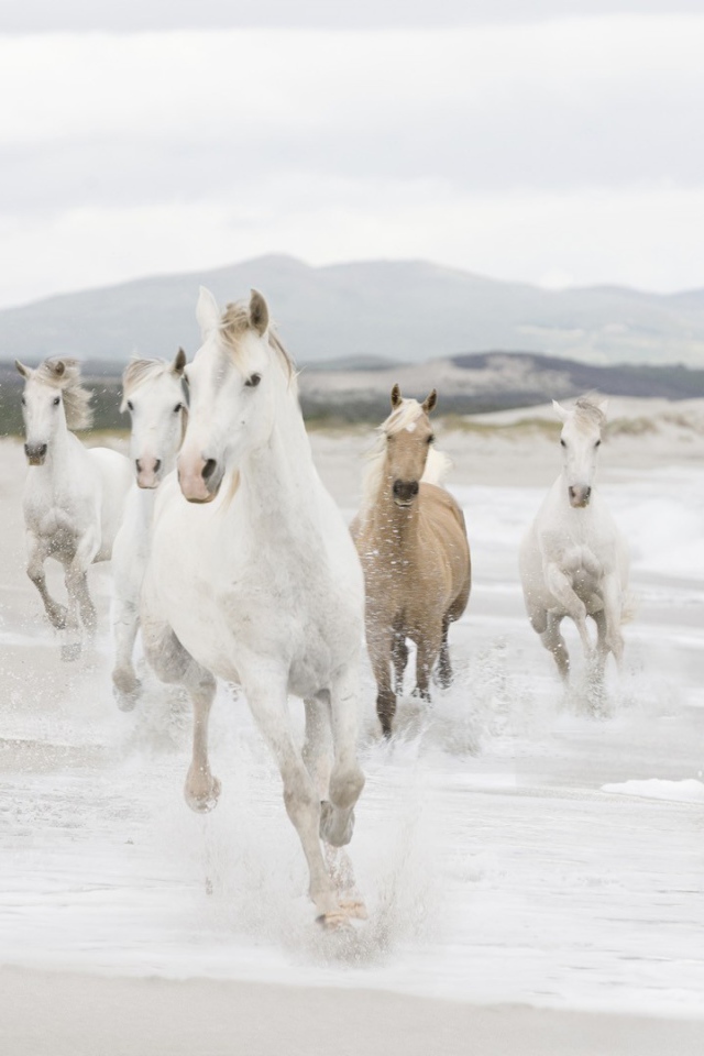 Табун лошадей на берегу