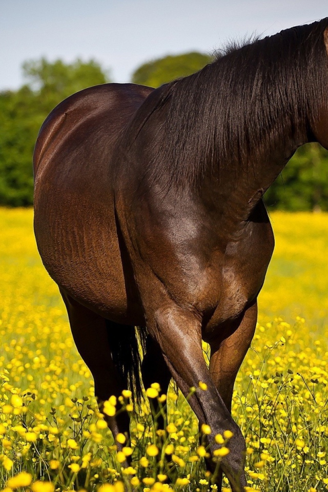 Конь резвится на желтом поле