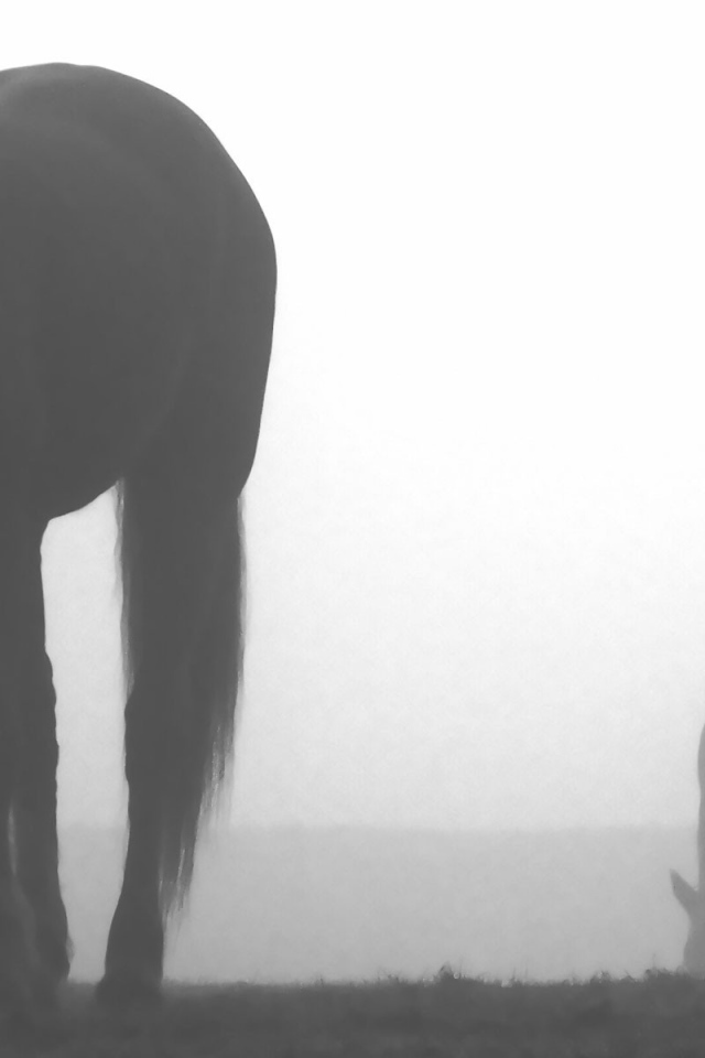 Лошади пасутся в тумане