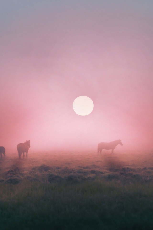Лошади пасутся в тумане на восходе