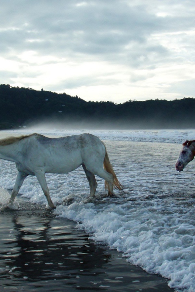 Лошади в волнах прибоя