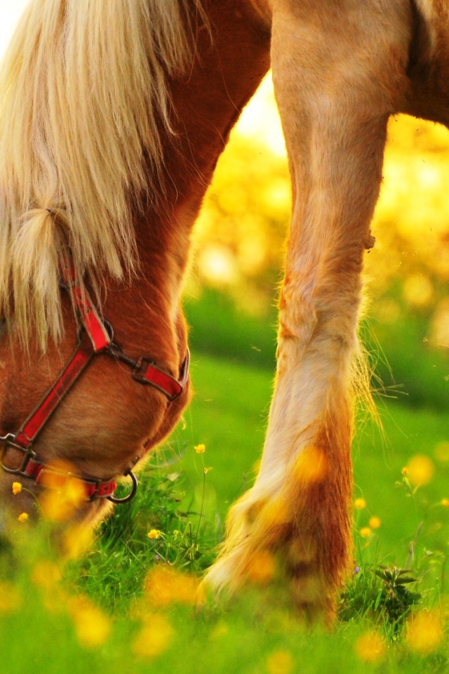 Пони пасется на зеленом поле