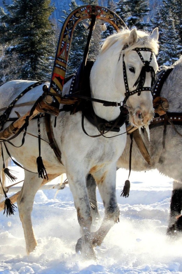 Русская тройка лошадей
