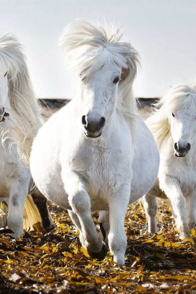 Маленькие белые лошади