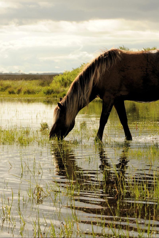 Лошадь пьет воду