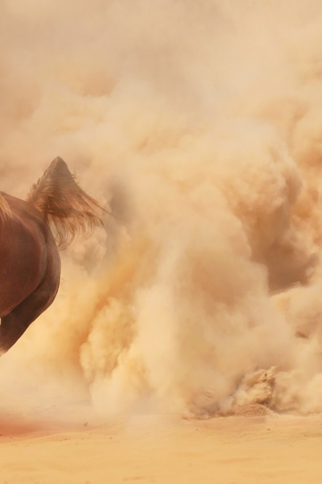 Конь выбегает из облака пыли