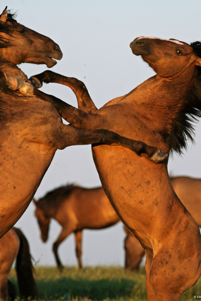 Борьба двух лошадей