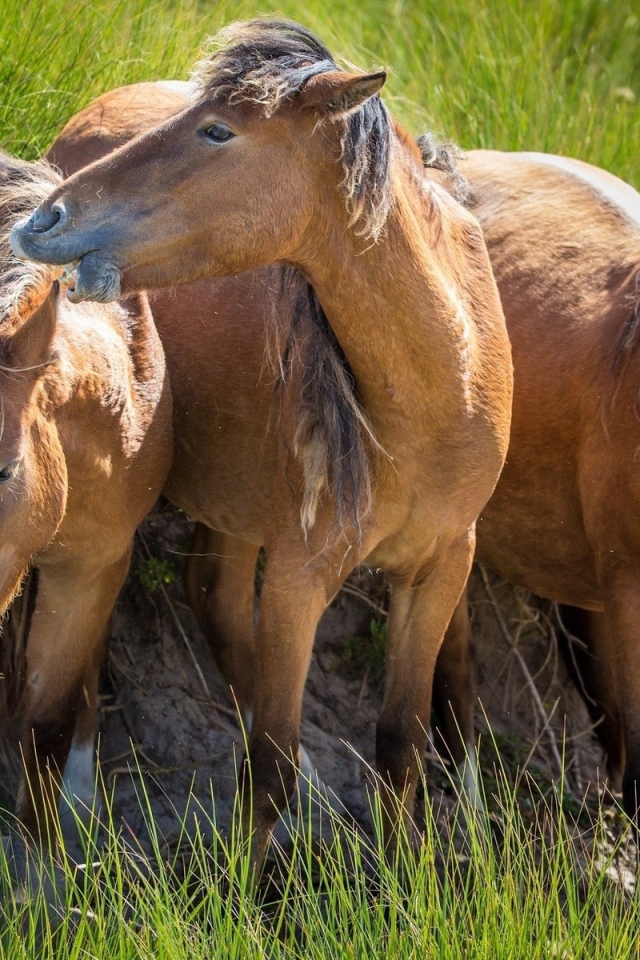 Три гнедых коня