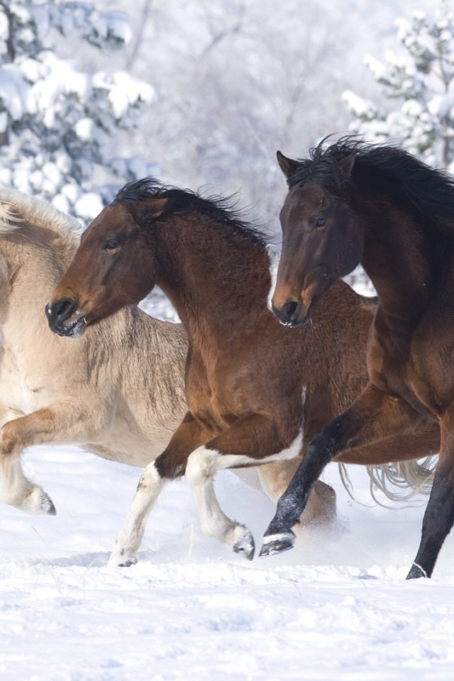 Тройка лошадей на снегу