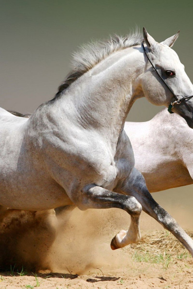 Два скакуна поднимают песок