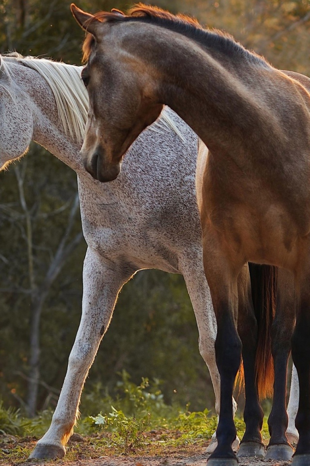 Белый и коричневый кони в лесу
