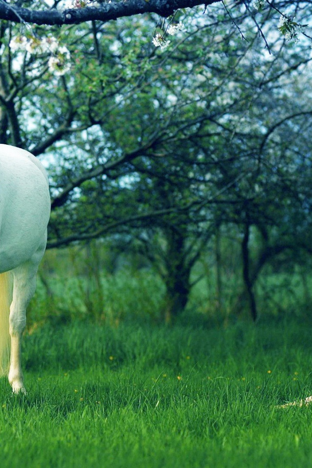 Белая лошадь и девушка в желтом платье