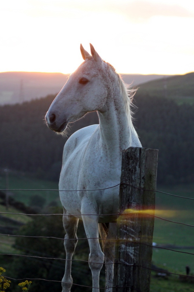 Белая лошадь за забором на фоне заката
