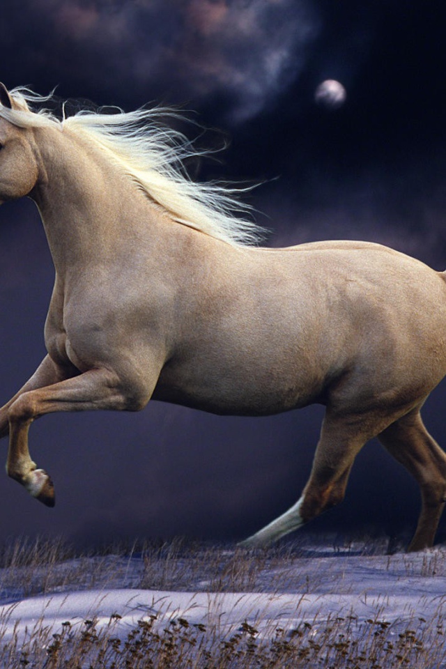 Белый конь на заснеженном поле