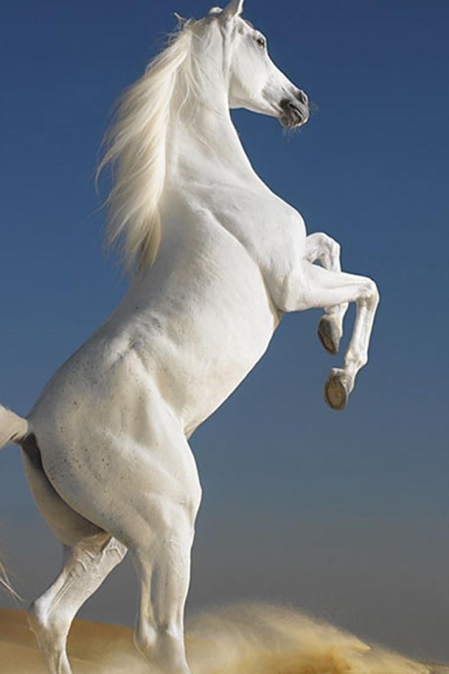 Белый скакун встал на дыбы