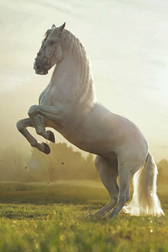 Белый конь встал на дыбы