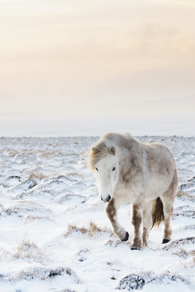 Белый пони на заснеженном поле