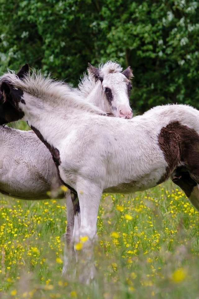 Молодые лошади на поле желтых цветов
