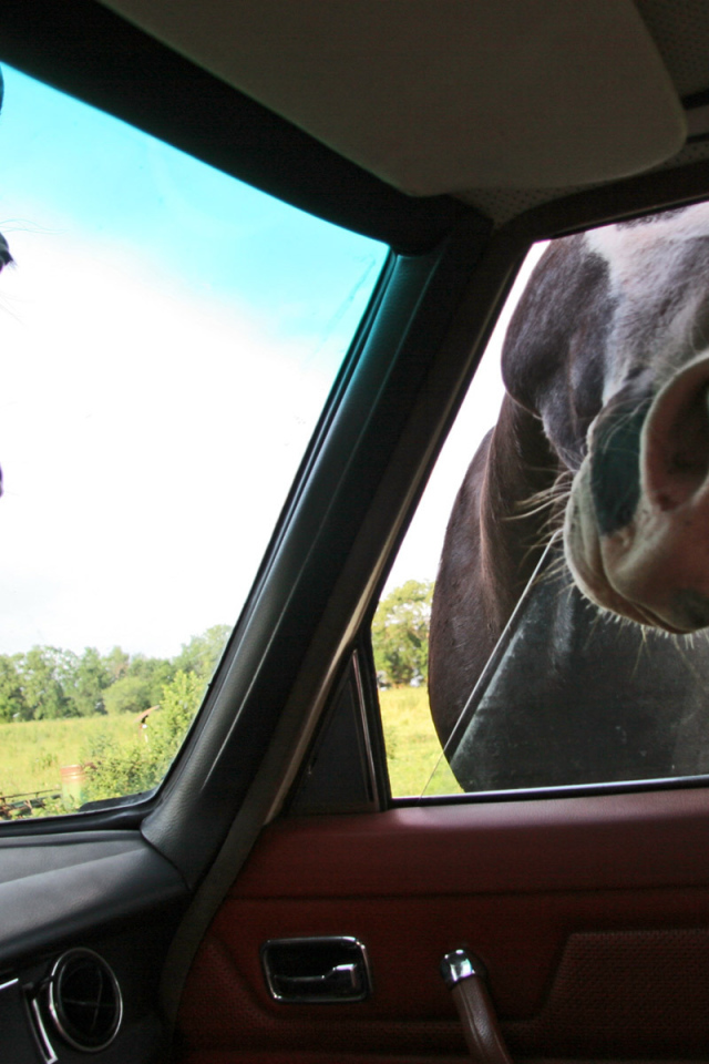 Лошади глядят в автомобиль