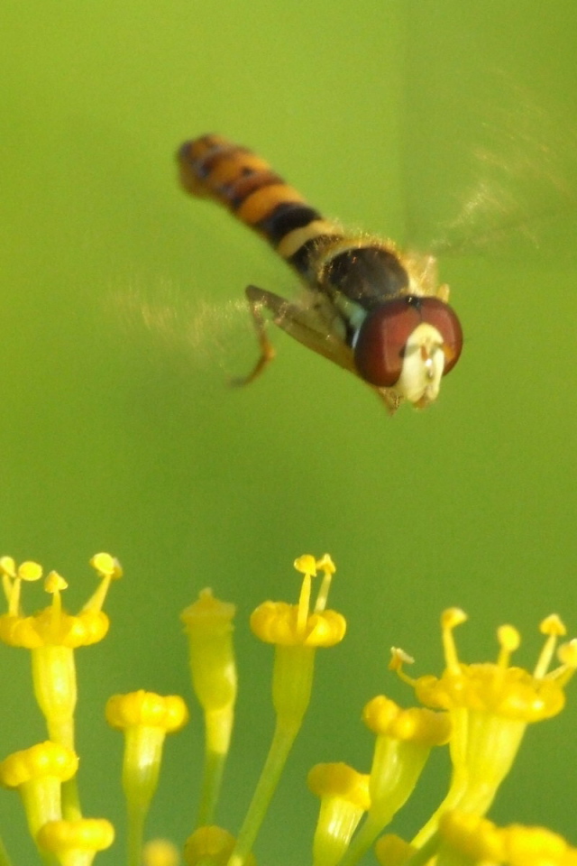 Муха летает над цветком