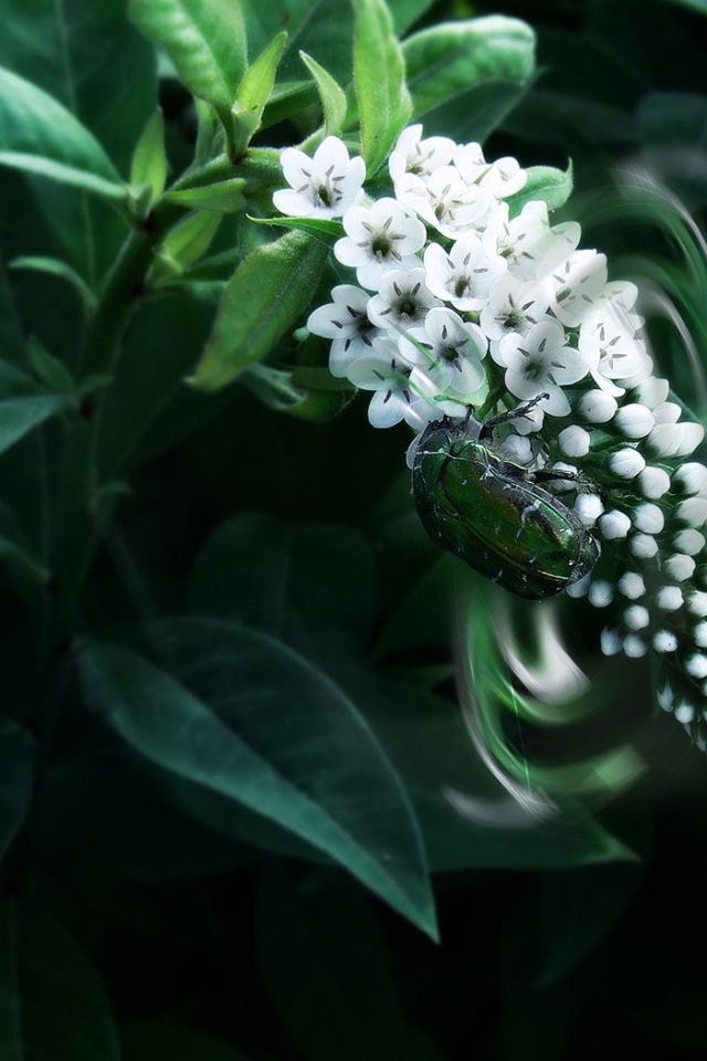 Большой жук на цветке