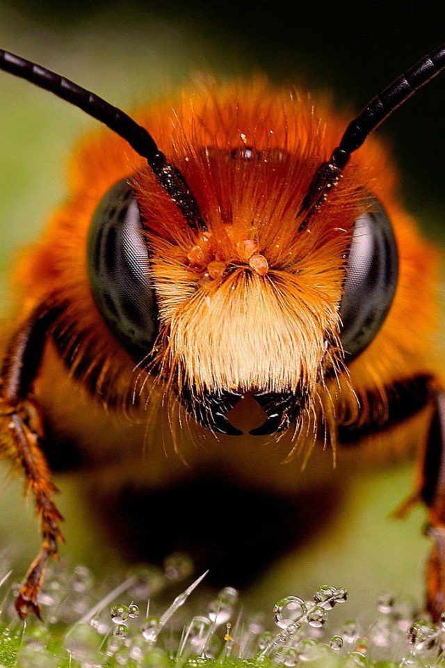 Крупное фото головы пчелы