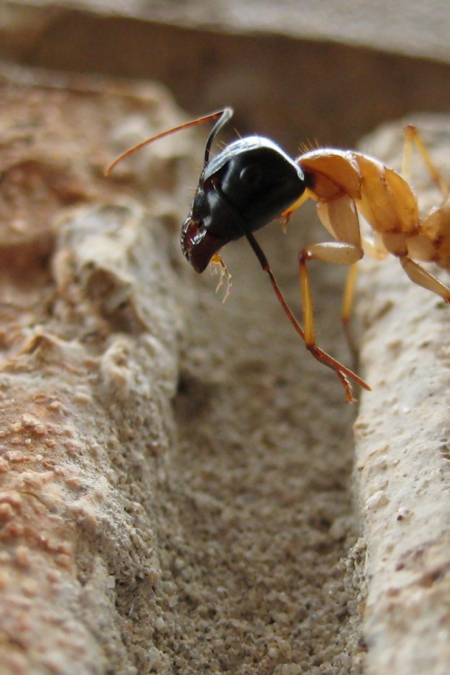 Муравей преодолевает препятствие